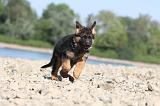 BERGER ALLEMAND 102
